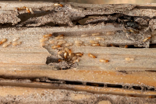 Best Pest Control Near Me in Heflin, AL