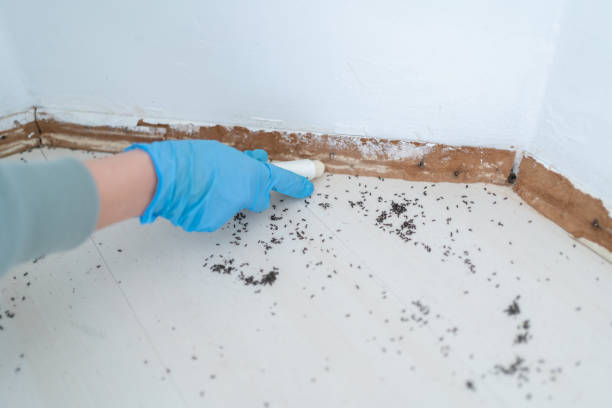 Best Insect Control  in Heflin, AL